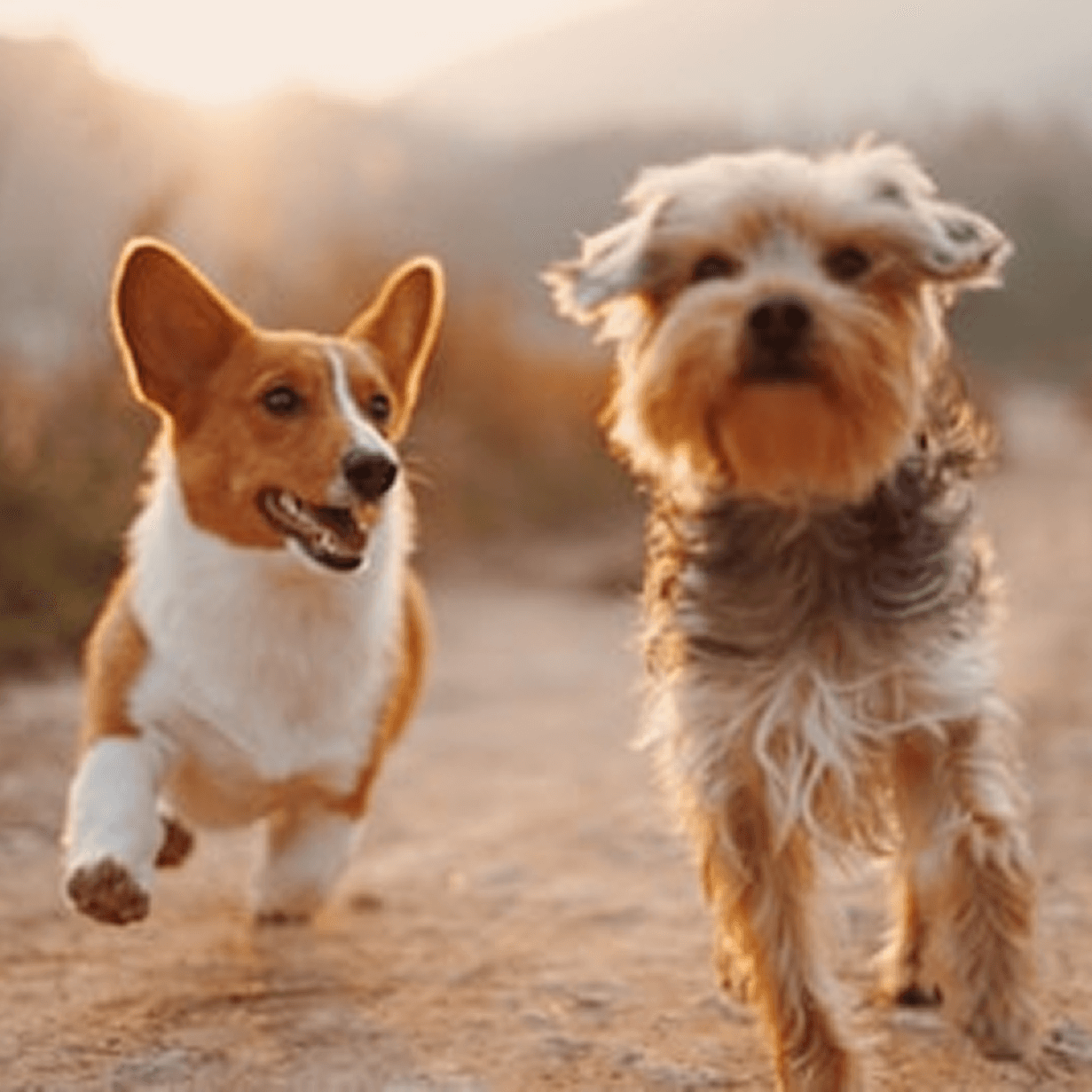 Pet photography
