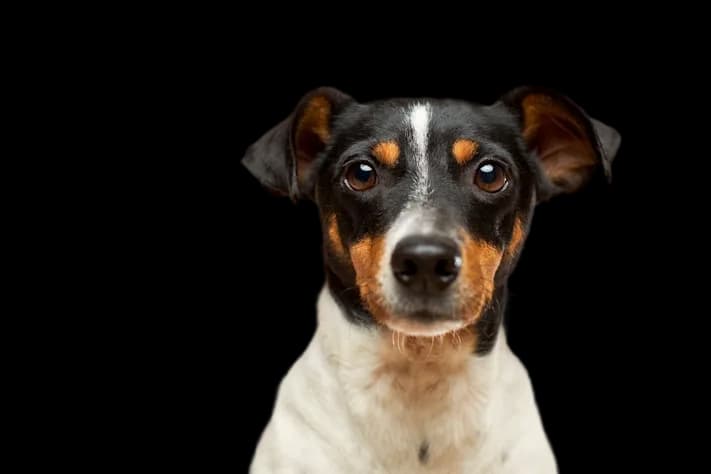 Dog Portrait after background removal