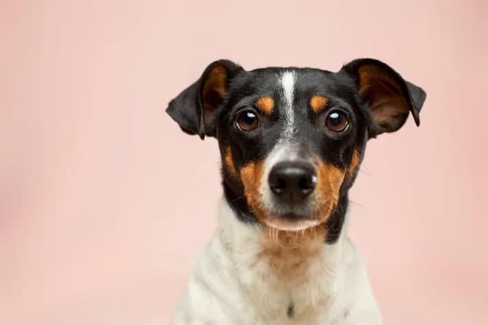 Dog Portrait