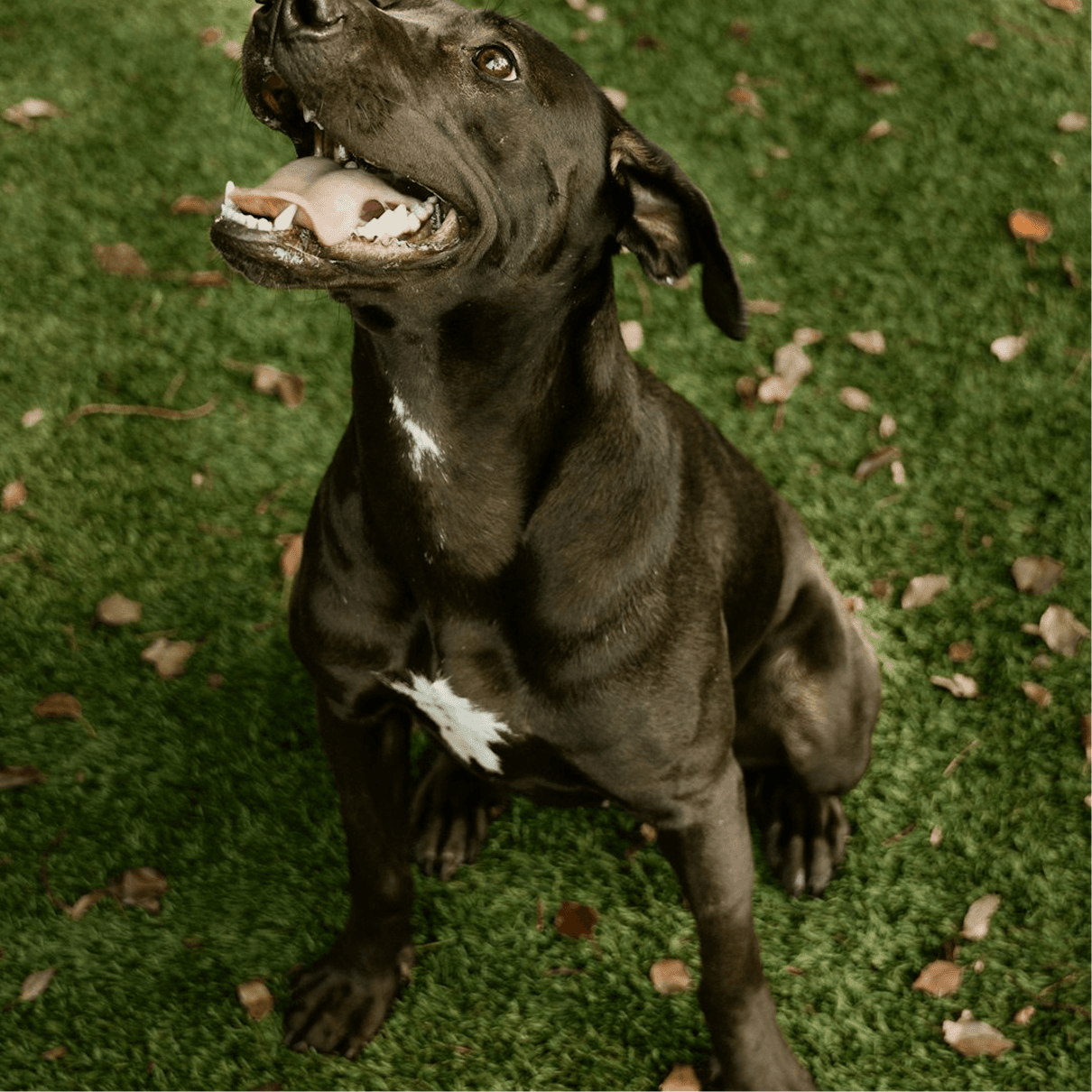 Dog Portrait