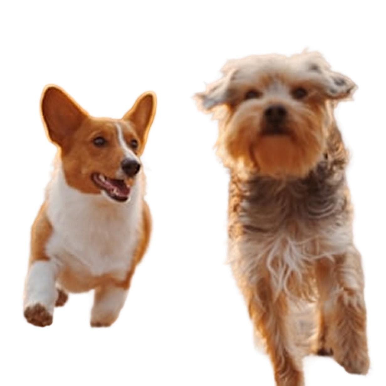 Pet photography