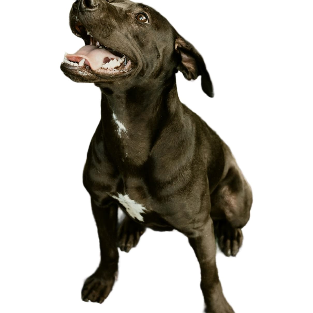 Dog Portrait after background removal